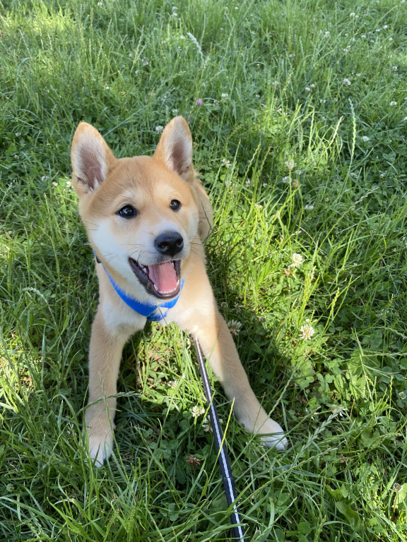 Plebiscyt Superzwierzaki w obiektywie