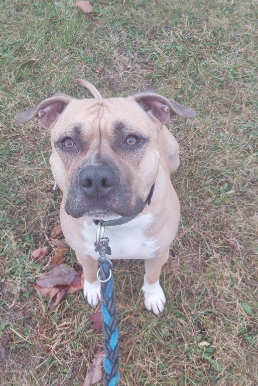 Plebiscyt Superzwierzaki w obiektywie