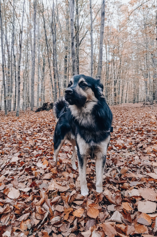 Plebiscyt Superzwierzaki w obiektywie