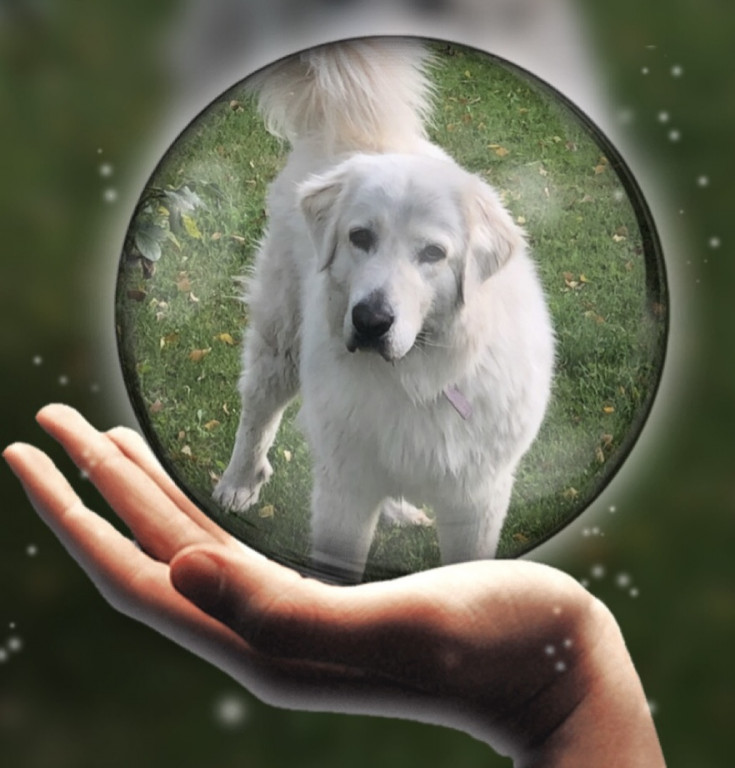 Plebiscyt Superzwierzaki w obiektywie