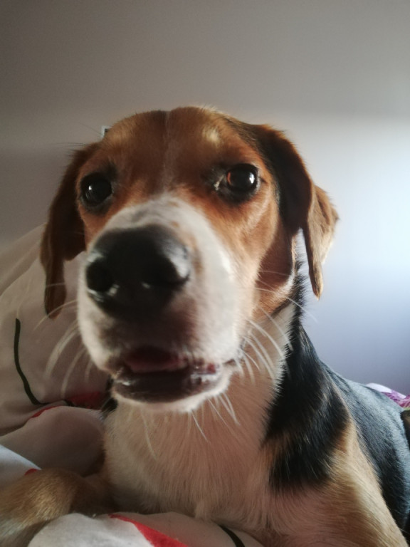 Plebiscyt Superzwierzaki w obiektywie