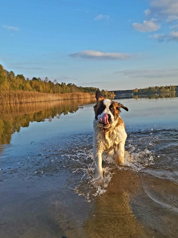 Plebiscyt Superzwierzaki w obiektywie