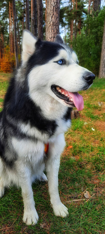 Plebiscyt Superzwierzaki w obiektywie