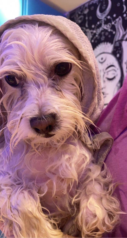 Plebiscyt Superzwierzaki w obiektywie