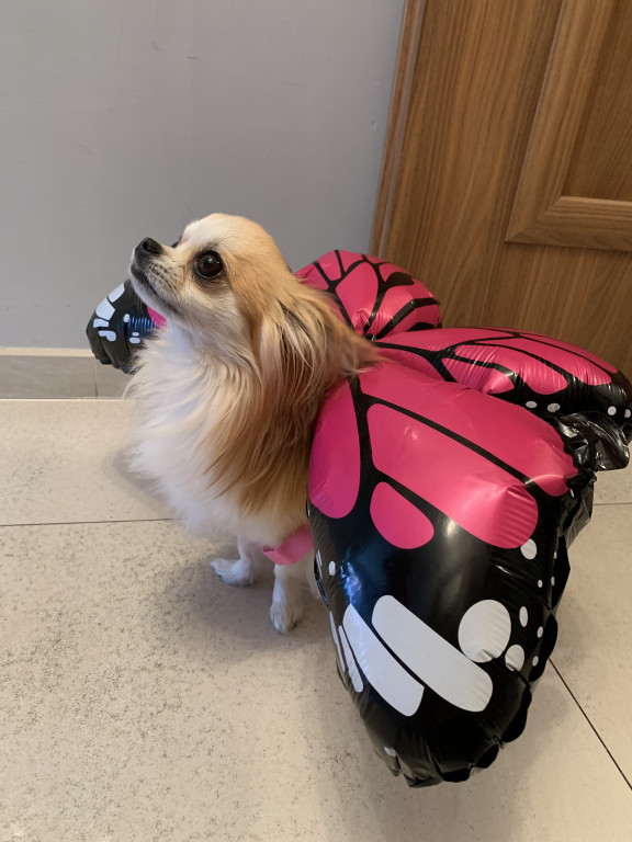 Plebiscyt Superzwierzaki w obiektywie