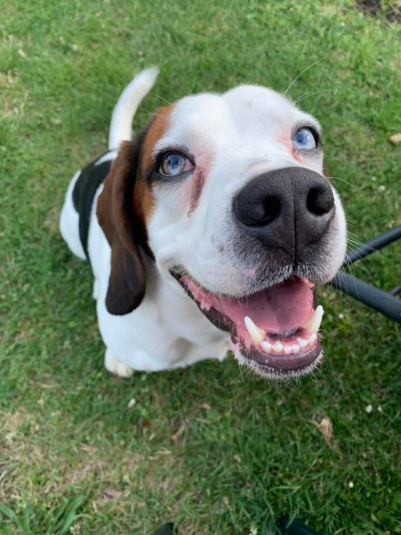 Plebiscyt Superzwierzaki w obiektywie