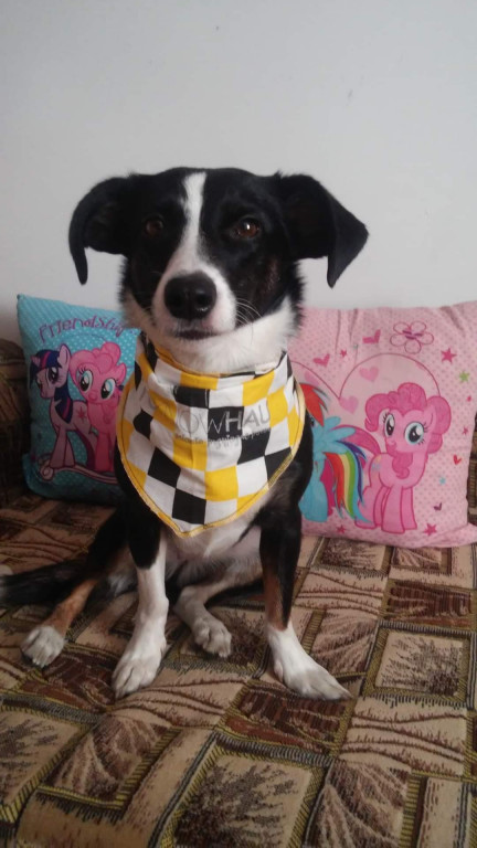 Plebiscyt Superzwierzaki w obiektywie