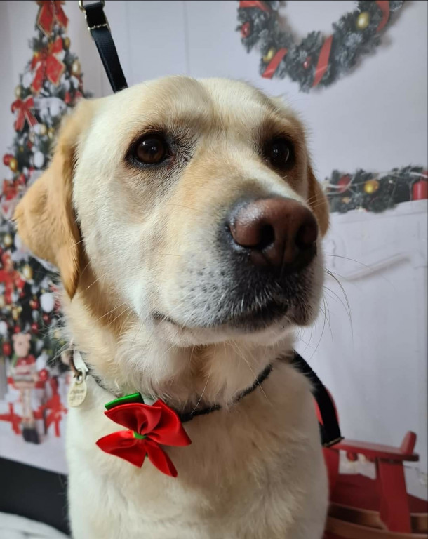 Plebiscyt Superzwierzaki w obiektywie