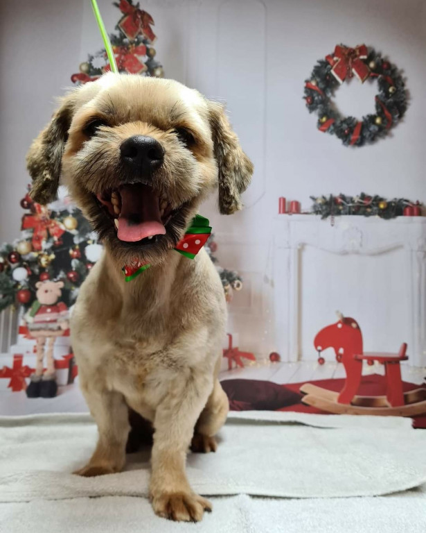 Plebiscyt Superzwierzaki w obiektywie