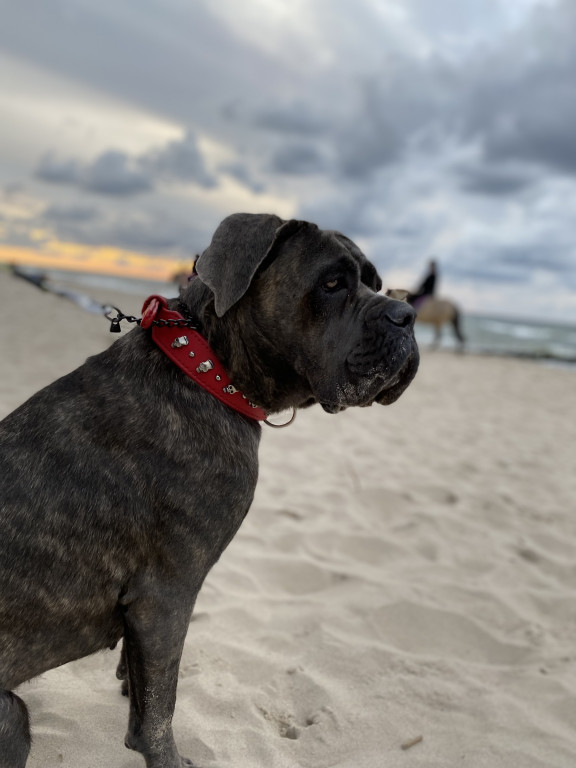 Plebiscyt Superzwierzaki w obiektywie