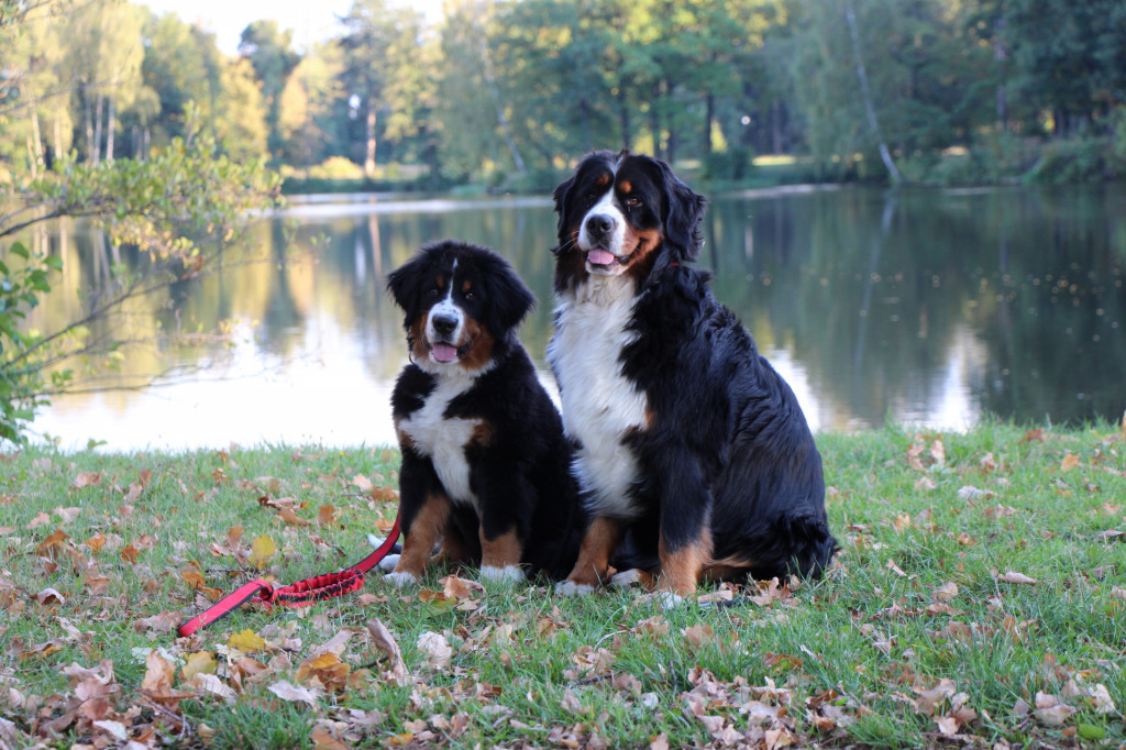 Plebiscyt Superzwierzaki w obiektywie