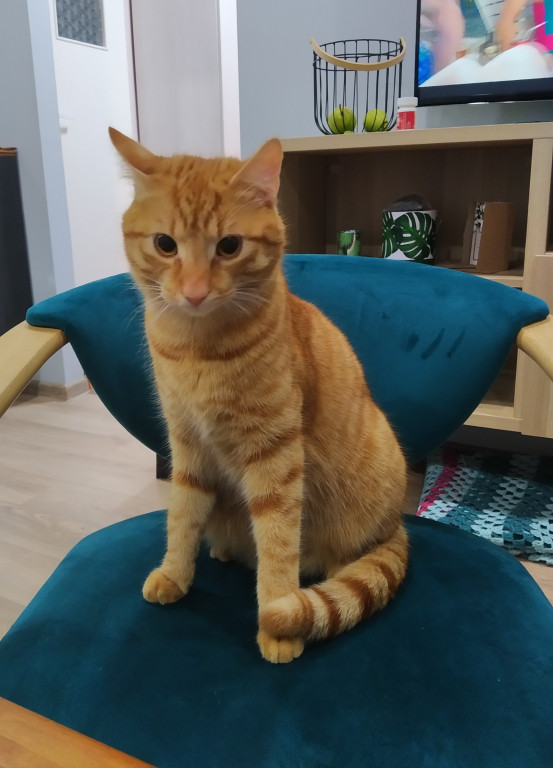 Plebiscyt Superzwierzaki w obiektywie