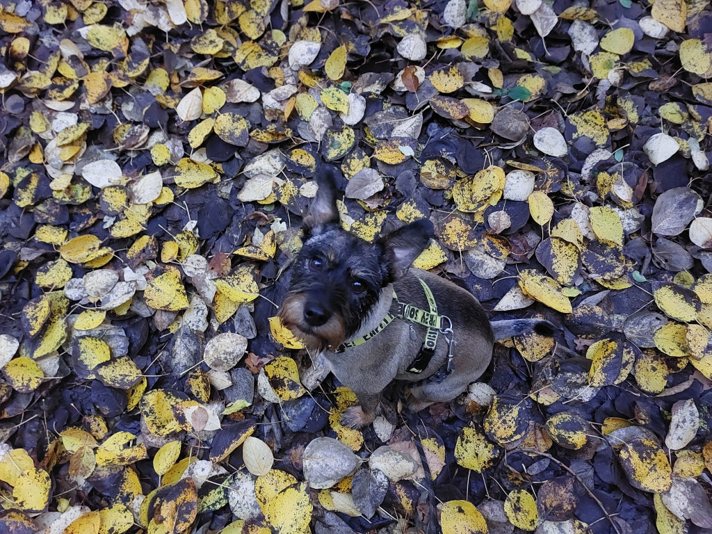 Plebiscyt Superzwierzaki w obiektywie