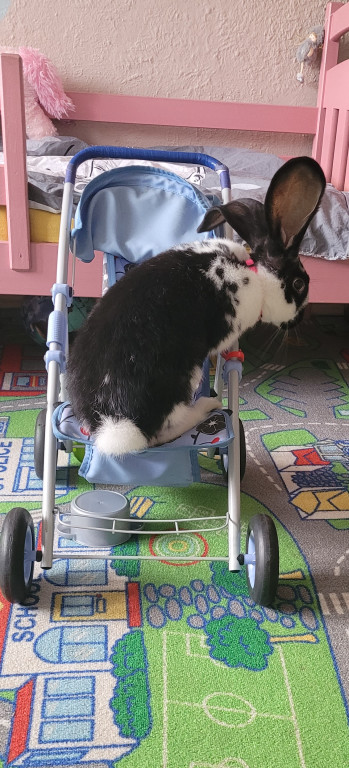 Plebiscyt Superzwierzaki w obiektywie