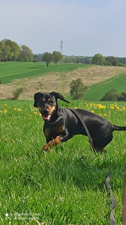 Plebiscyt Superzwierzaki w obiektywie