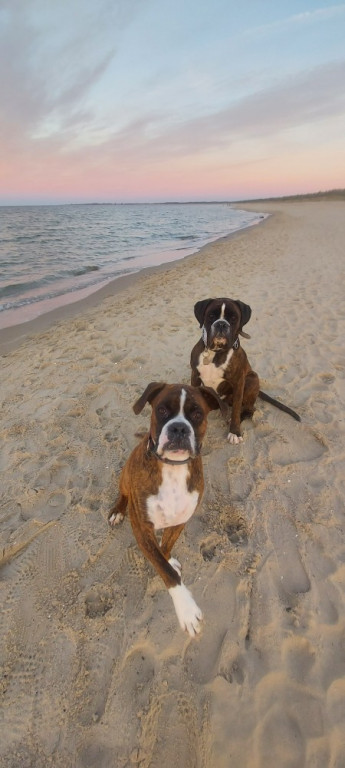 Plebiscyt Superzwierzaki w obiektywie