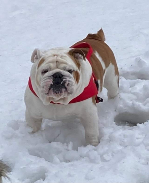 Plebiscyt Superzwierzaki w obiektywie