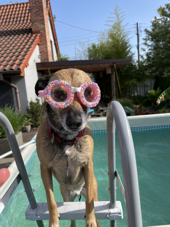 Plebiscyt Superzwierzaki w obiektywie