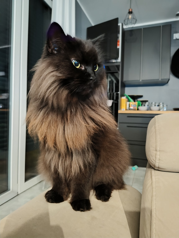 Plebiscyt Superzwierzaki w obiektywie