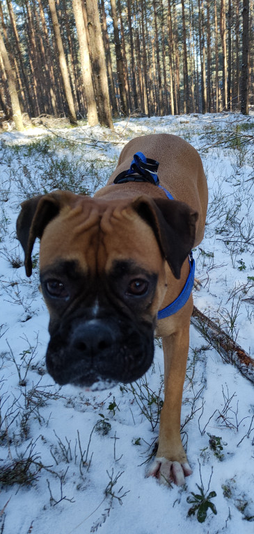 Plebiscyt Superzwierzaki w obiektywie