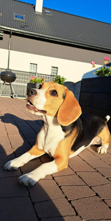 Plebiscyt Superzwierzaki w obiektywie