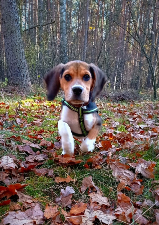 Plebiscyt Superzwierzaki w obiektywie