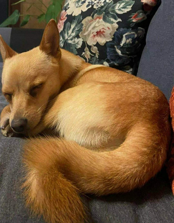 Plebiscyt Superzwierzaki w obiektywie