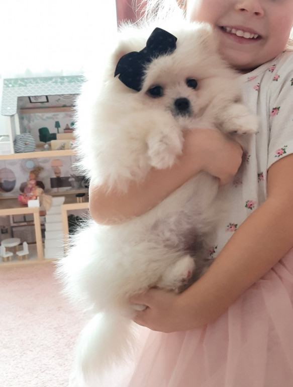 Plebiscyt Superzwierzaki w obiektywie