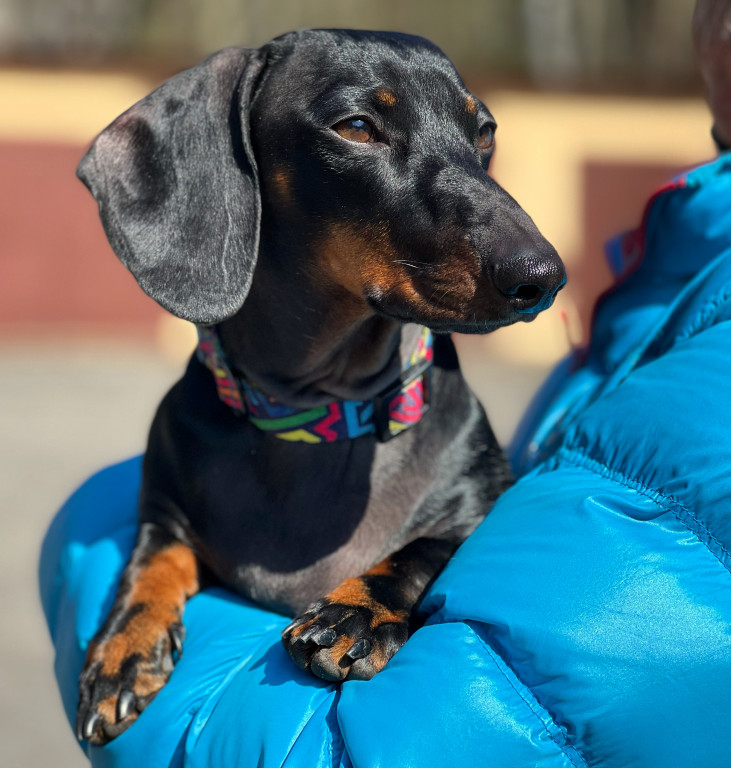 Plebiscyt Superzwierzaki w obiektywie