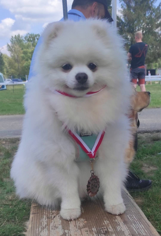 Plebiscyt Superzwierzaki w obiektywie