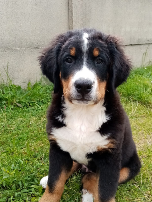 Plebiscyt Superzwierzaki w obiektywie