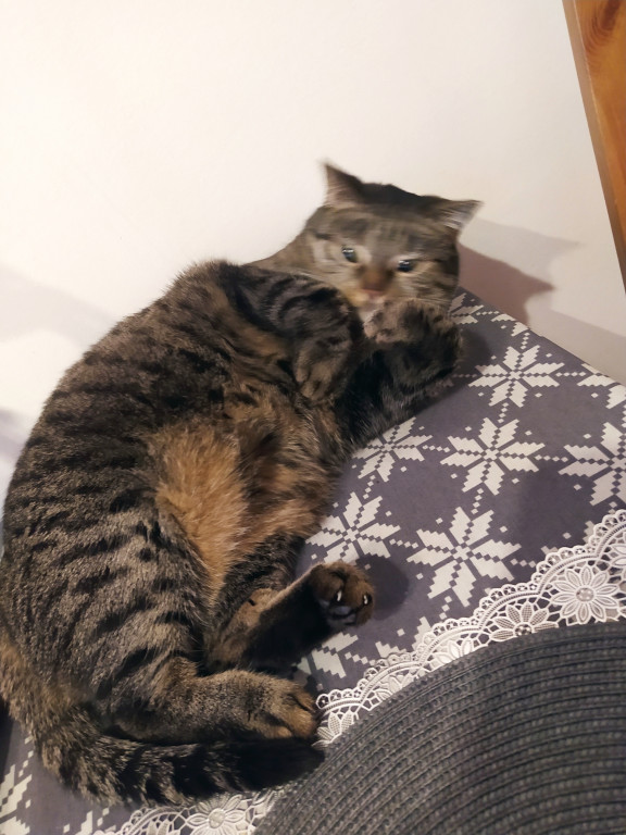 Plebiscyt Superzwierzaki w obiektywie