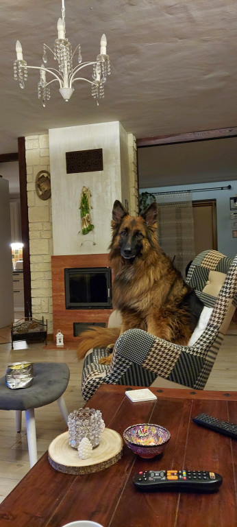 Plebiscyt Superzwierzaki w obiektywie