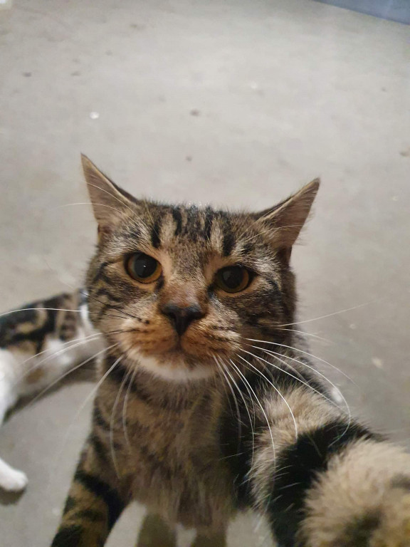 Plebiscyt Superzwierzaki w obiektywie