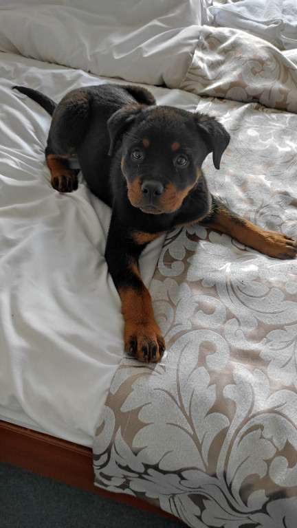 Plebiscyt Superzwierzaki w obiektywie