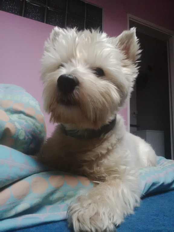 Plebiscyt Superzwierzaki w obiektywie