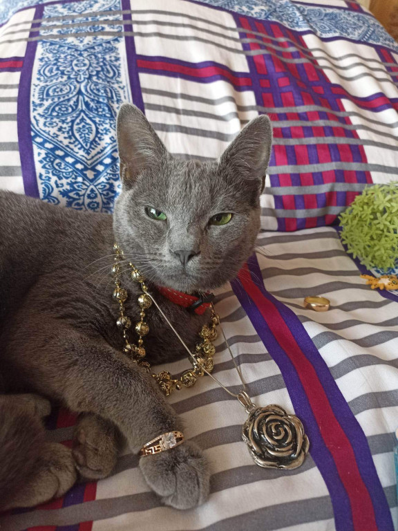 Plebiscyt Superzwierzaki w obiektywie