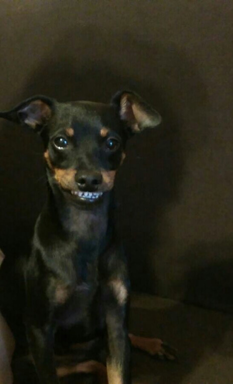 Plebiscyt Superzwierzaki w obiektywie