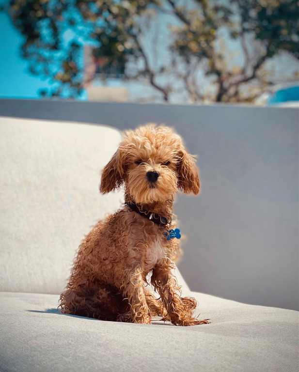 Plebiscyt Superzwierzaki w obiektywie