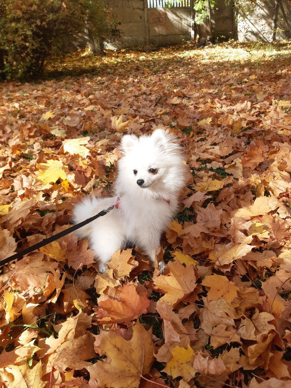 Plebiscyt Superzwierzaki w obiektywie