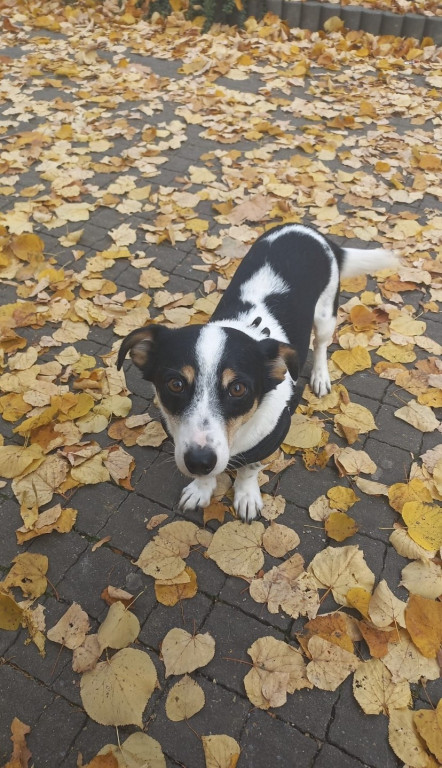 Plebiscyt Superzwierzaki w obiektywie