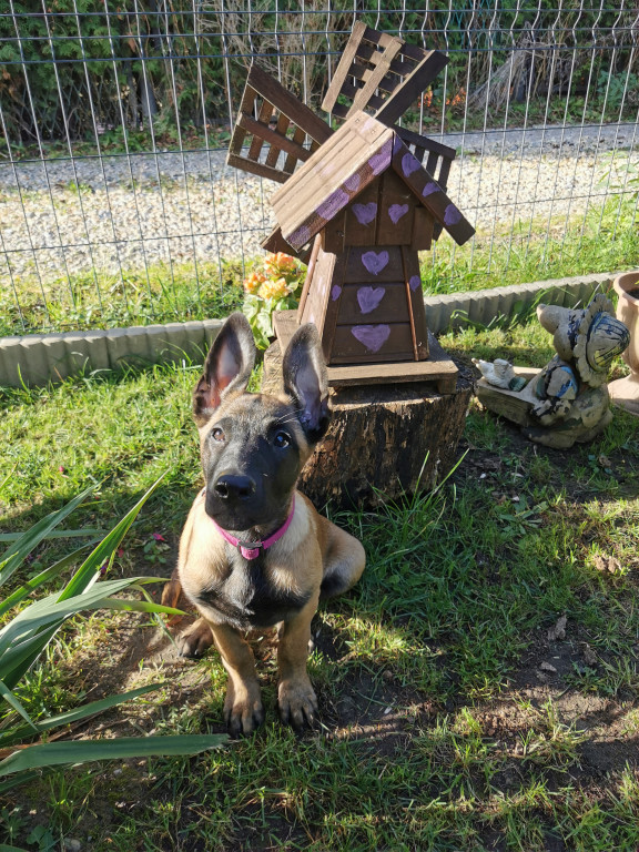 Plebiscyt Superzwierzaki w obiektywie