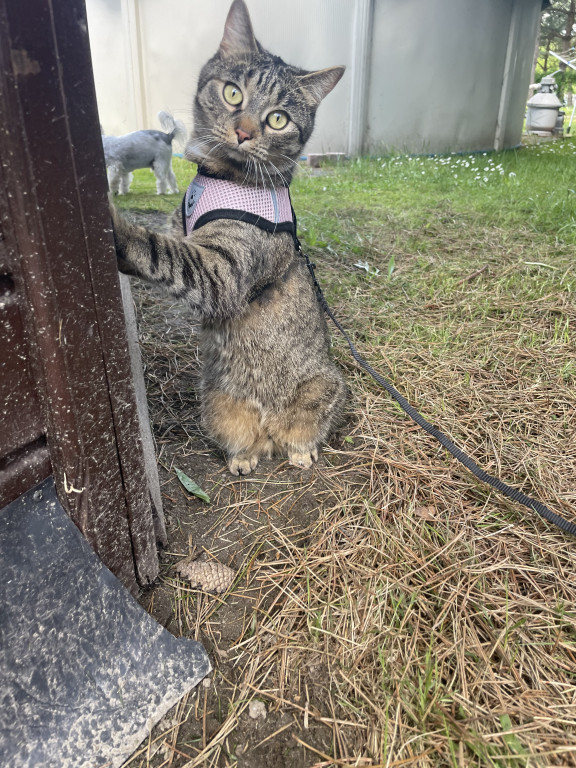 Plebiscyt Superzwierzaki w obiektywie