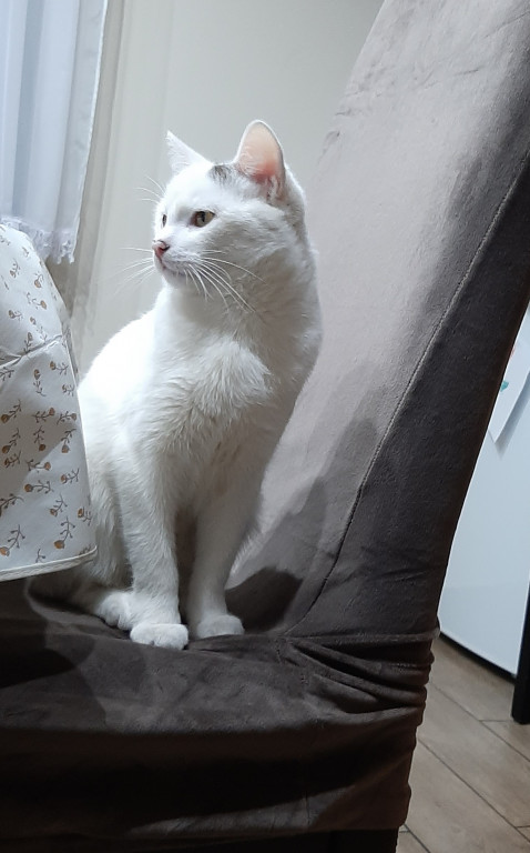 Plebiscyt Superzwierzaki w obiektywie