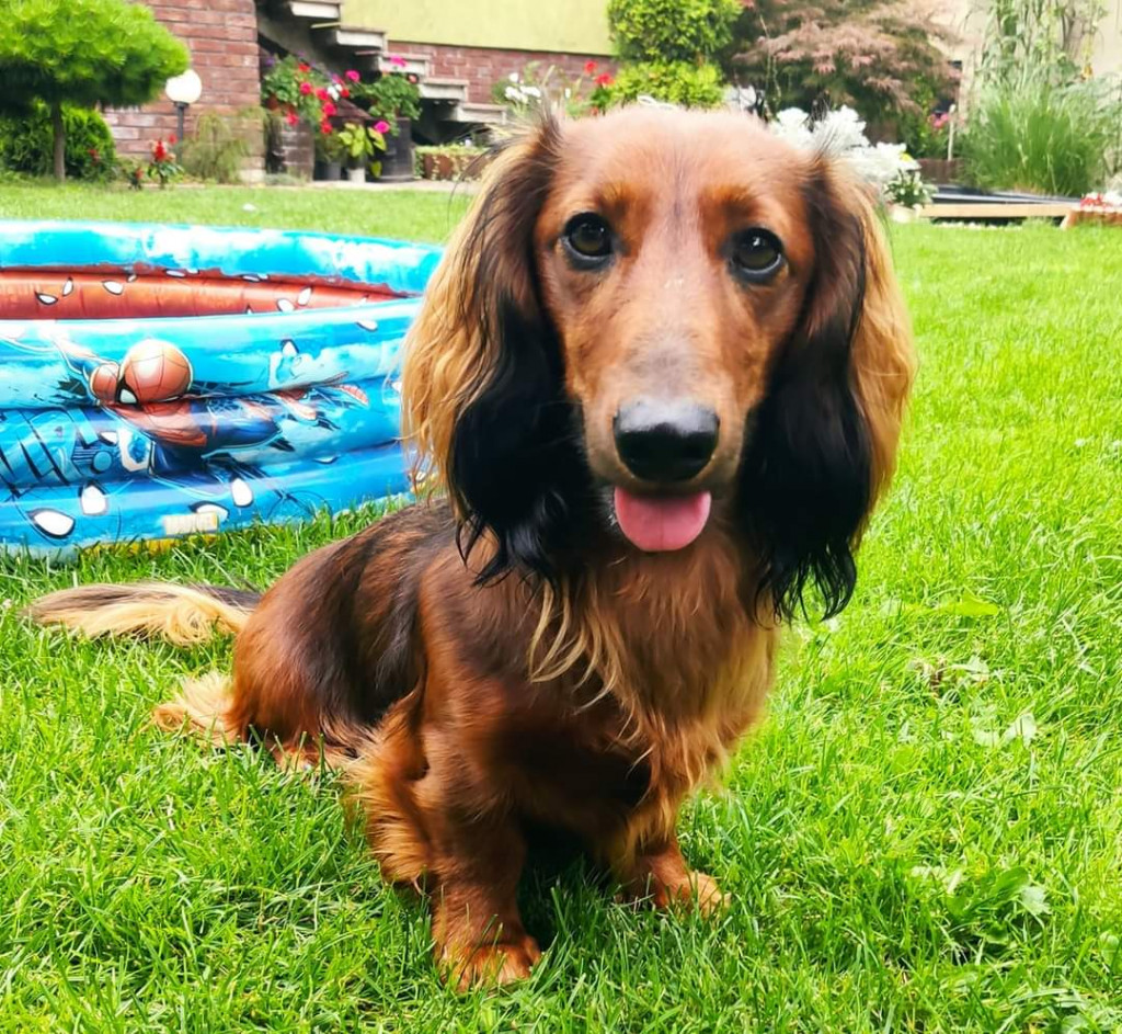 Plebiscyt Superzwierzaki w obiektywie