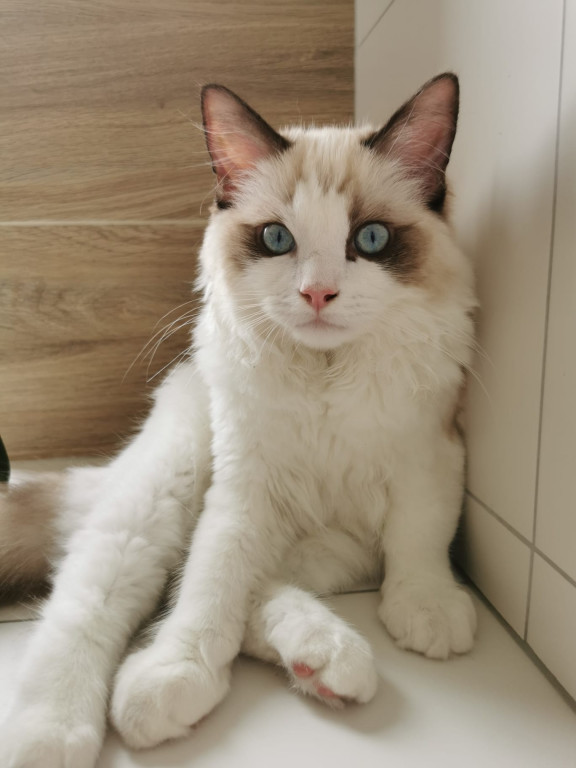 Plebiscyt Superzwierzaki w obiektywie