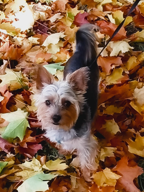 Plebiscyt Superzwierzaki w obiektywie