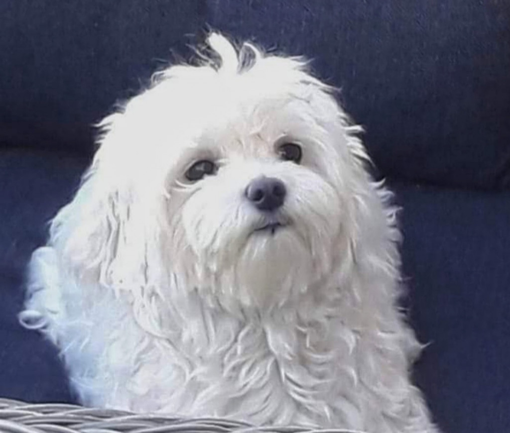 Plebiscyt Superzwierzaki w obiektywie