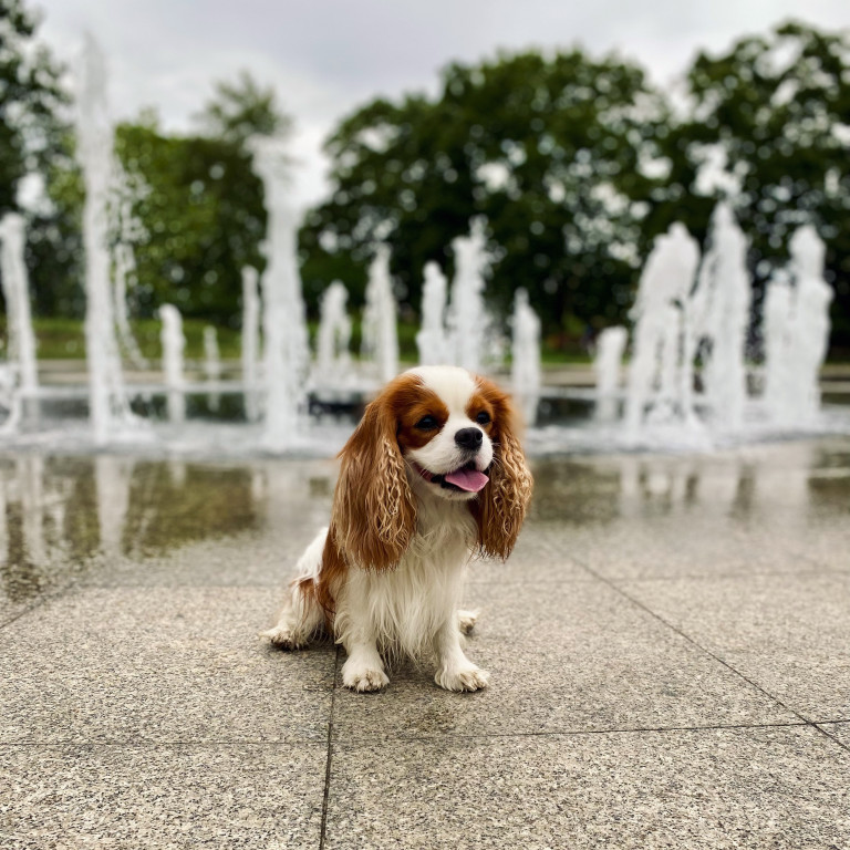 Plebiscyt Superzwierzaki w obiektywie