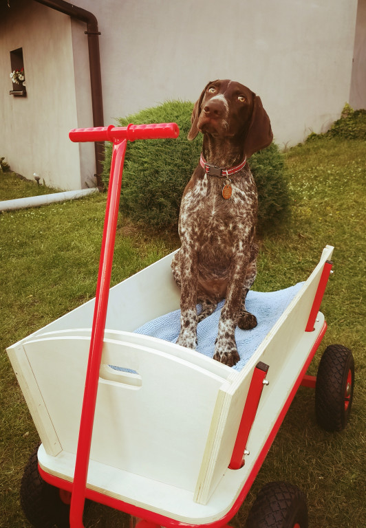 Plebiscyt Superzwierzaki w obiektywie